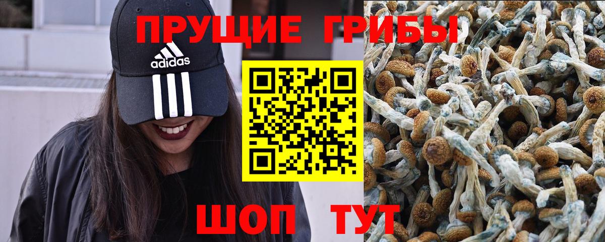 Псилоцибиновые грибы мицелий  купить закладку  Хасавюрт  Вход с VPN 